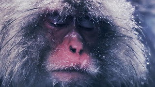 Slow Down With Snow Monkeys – Rest | Mindful Escapes | BBC Earth