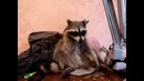 Аппетит и ловкость
