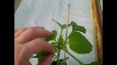 How to Plant Pepper Plants (Hydroponic Greenhouse)