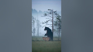 Дружба между медведем и волчицей