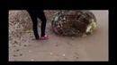 На берег в Японии вынесло невиданное существо