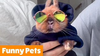 Silly Pet Bloopers & Reactions | Funny Pet Videos