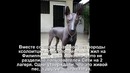 Интернет чуть не свихнулся! Кто это пёсель или статуя