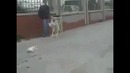 Кот не растерялся