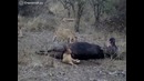 Львёнок застрял в бычьей попе