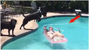 Try Not To Laugh | New Dogs And Cats Fail