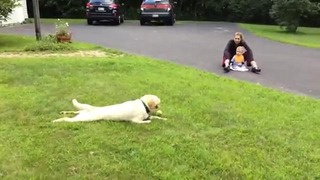 Dog Brakes Very Funny