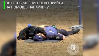 Пёс Пончо делает напарнику сердечно-лёгочную реанимацию