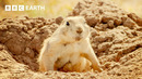 Black-tailed Prairie Dog vs Bullsnake | Wild Mexico | BBC Earth