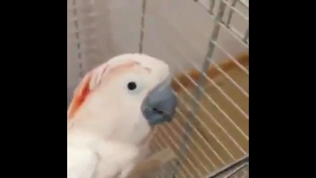 Иди поцелую