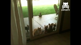 Кот открывает двери щенкам