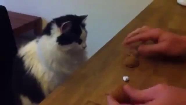 Тренируйтесь на кошке в игре в наперстки