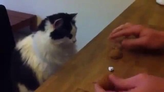 Тренируйтесь на кошке в игре в наперстки
