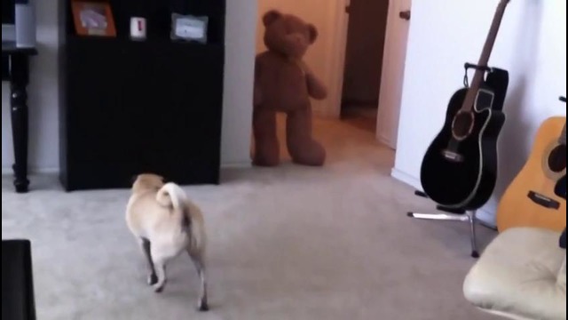 А нефиг собаку было пугать