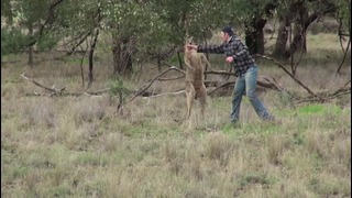 Мужик против кенгуру / Человек против кенгуру