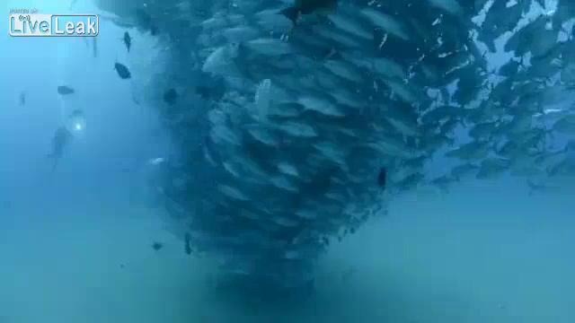 Подводное торнадо с тунцом