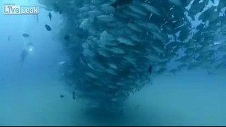 Подводное торнадо с тунцом