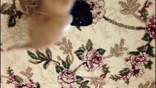 Прикол: котёнок играет с носком XD УМОРА!))