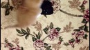 Прикол: котёнок играет с носком XD УМОРА!))