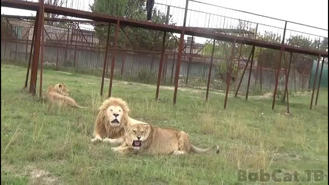 Сафари-парк Тайган – фото со львами