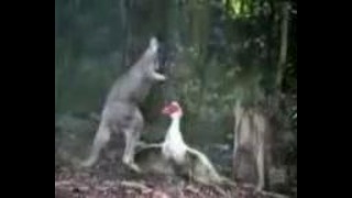 Кенгуру против гуся очень смешное видео