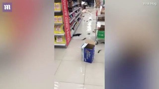 В супермаркете в Грузии разбился аквариум с живой рыбой