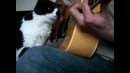 Кот, которого не гладили
