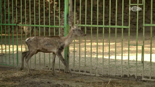 Ташкентский зоопарк – 8 выпуск | 2023