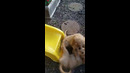 Two Golden Retrievers Go On Slide #shorts