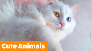 Adorable Funny Animals | Funny Pet Videos
