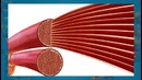 Анатомия – Мышцы. Типы мышц, их строение и значение