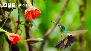 A Journey Across Our Planet | 4K UHD | Planet Earth II | BBC Earth