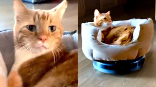 Cats Don’t Give A F* | Funny Pet Videos