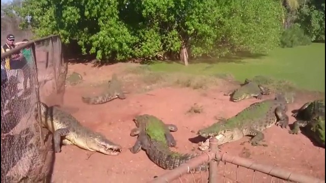 Лучшие вирусные видео недели от JukinVideo Сентябрь (1) 2015