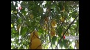 Online O’zbekiston Limonchilik
