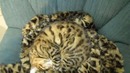 Котэ – мастер маскировки