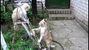 Прикол с котами