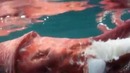 Рыболовы увидели нечто ужасное, не морское чудовище, а гигантского кальмара