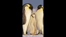 From Africa to Antarctica, discover extraordinary penguin footage. #SecretsOfThePenguins #ourHOME