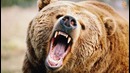 5 ужасных случаев нападения животных на людей
