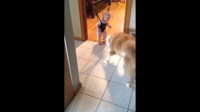 Собака прыгает, а ребенка это очень забавляет