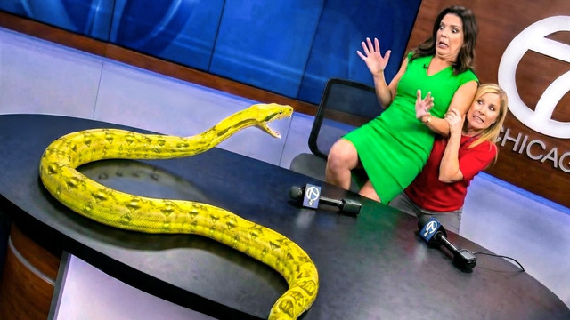 ЛЯПЫ И ФЕЙЛЫ В ПРЯМОМ ЭФИРЕ