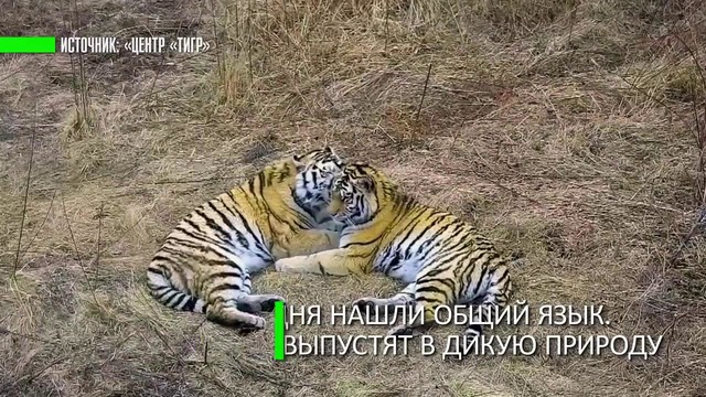В Приморье пару молодых тигров готовят к выпуску в дикую природу