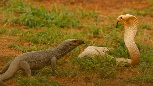 Его боятся Самые ядовитые змеи в мире! Гигантский варан – Свирепый король ящериц