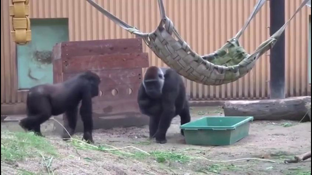 Мама-горилла