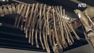 Скелет гигантского мамонта встречает посетителей выставки в Мадриде