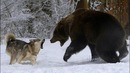 СОБАКИ В ДЕЛЕ! Собака против медведя, змеи, хулиганов
