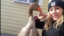 Гусь соскучился