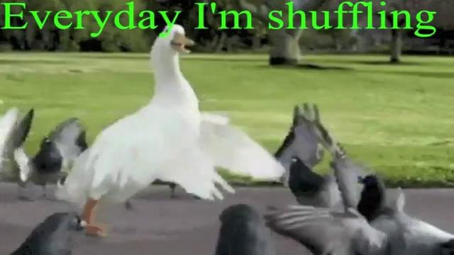 Everyday I’m Shuffling – Goose