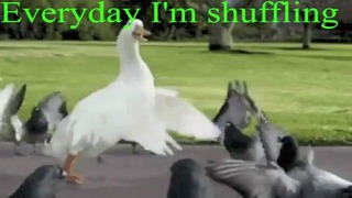 Everyday I’m Shuffling – Goose